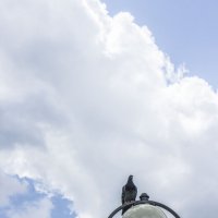 Голубь & майское небо :: Коля Лукашов Голубь & майское небо :: Коля Лукашов