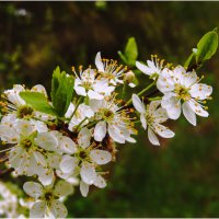 Цветение тёрна :: Валентин Котляров