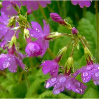 Майские дачные после дождичка :: Валентин Котляров Майские дачные после дождичка :: Валентин Котляров