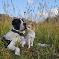 Подруги (размер не имеет значения) :: Рудаков Сергей 