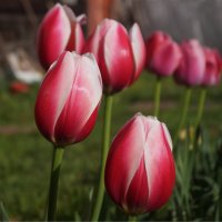 Тюльпаны :: Сергей Ц
