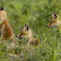 Томительное ожидание :: Валерий Черняк