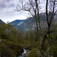 Лес :: Валерий Т