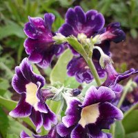 Примула. :: Светлана Кузнецова