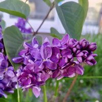 Сирень :: Сапсан 