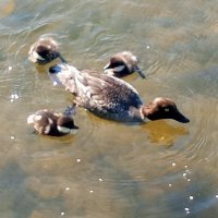 Гоголята :: Сапсан 