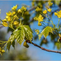 Май... :: Aquarius - Сергей