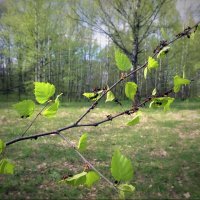 Майская прогулка... :: Владимир Шошин