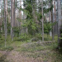 Комарово :: Наталья Герасимова