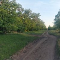 Лесная дорога :: Андрей Хлопонин Лесная дорога :: Андрей Хлопонин