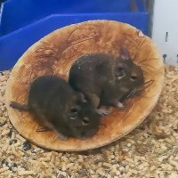 Дегу (чилийские белки) :: Ольга Довженко Дегу (чилийские белки) :: Ольга Довженко