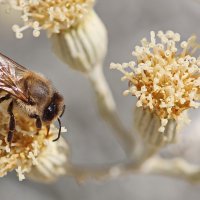 Пчела. :: Оля Богданович