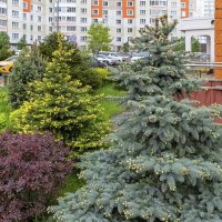 А у нас во дворе :: Валерий Иванович