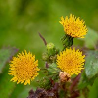 Осот полевой :: Игорь Сикорский