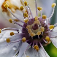 Вишня :: Андрей Щетинин