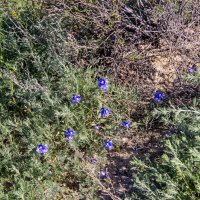 В степи :: Анатолий Чикчирный