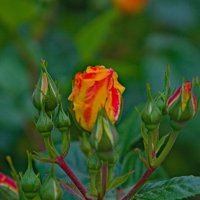 Бутоны :: Giant Tao /