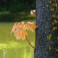 Ветка клена :: Рита Симонова Ветка клена :: Рита Симонова