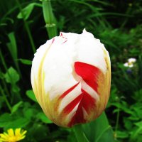 Нежный красавчик :: Людмила Смородинская