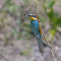 золотистые щурки :: юрий макаров золотистые щурки :: юрий макаров