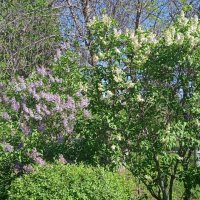 май :: Елена Шаламова