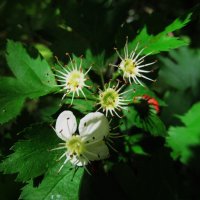 май :: Елена Шаламова