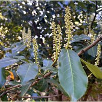 Бутоны лавровишни. :: Валерия Комова