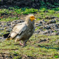 Стервятник :: Георгий А Стервятник :: Георгий А