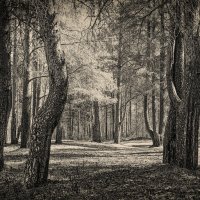 лес :: александр 