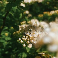 В цвету :: Любовь Иванова