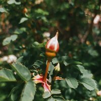 Весна :: Любовь Иванова