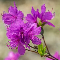 Цветущий май. :: Виктор Иванович Чернюк