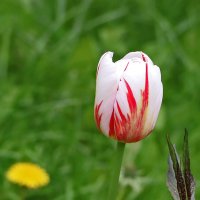 *** :: Светлана *** :: Светлана