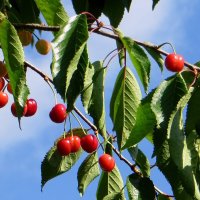 Спеет черешня :: Татьяна Смоляниченко Спеет черешня :: Татьяна Смоляниченко