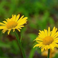 Жёлтые ромашки (дороникум) :: Светлана 