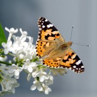 Репейница :: lyudmila Курлова Репейница :: lyudmila Курлова