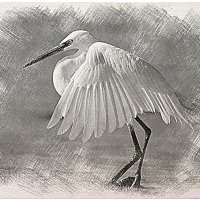 Малая белая цапля :: Алевтина Малая белая цапля :: Алевтина