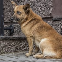 Прекраснейшая, красивейшая Собака у Бендеского музея :: Коля Лукашов