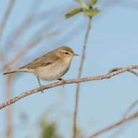 ПЕНОЧКА - ТЕНЬКОВКА :: Володька Завитушкин