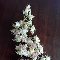 Свечка каштана :: Дмитрий Никитин