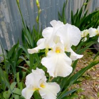 Белые ирисы :: Нина Бутко