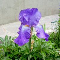 Май :: Нина Бутко Май :: Нина Бутко