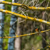 *** :: Дмитрий Лупандин