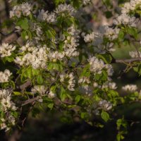 Май - дверь в лето :: Евгений Тарасов Май - дверь в лето :: Евгений Тарасов