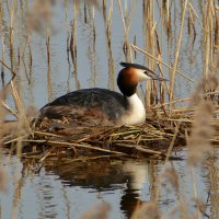 Чомга на гнезде :: Владислав Иопек