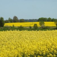 весна :: ИННА ПОРОХОВА