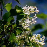 Белая сирень :: Светлана SvetNika17