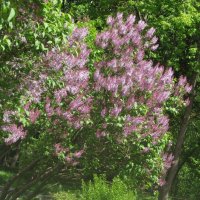 Вот и снова сиреневый май :: Дмитрий Никитин Вот и снова сиреневый май :: Дмитрий Никитин