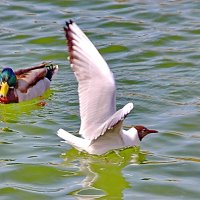 То взлет, то посадка... :: Александр Чеботарь