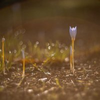 Осеннее пробуждение. :: Анатолий Щербак Осеннее пробуждение. :: Анатолий Щербак